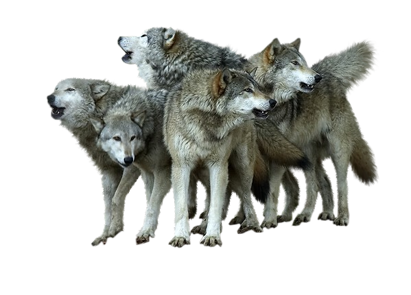 Lone Wolf Business Concierge - Your Digital Marketing Team